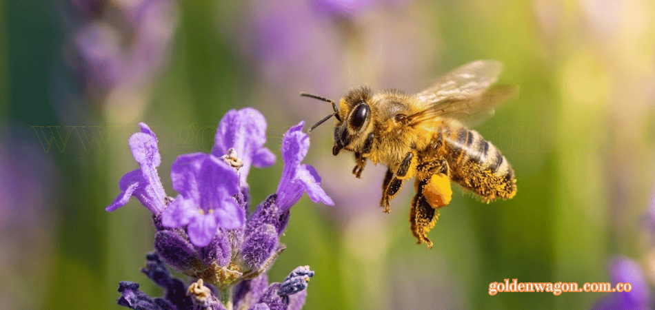 Polen de abejas en la naturaleza