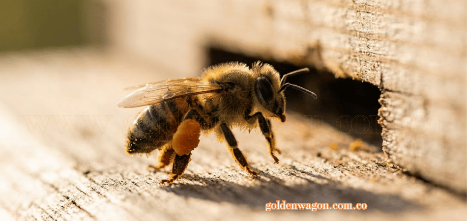 recolecta polen de abejas